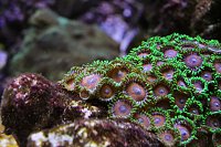 Click image for larger version

Name:	Aquarium 020.jpg
Views:	665
Size:	141.2 KB
ID:	7004