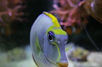 Click image for larger version

Name:	Aquarium 022.jpg
Views:	659
Size:	70.6 KB
ID:	7006