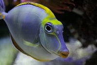 Click image for larger version

Name:	Aquarium 023.jpg
Views:	681
Size:	69.1 KB
ID:	7007
