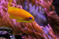 Click image for larger version

Name:	Aquarium 025.jpg
Views:	675
Size:	84.4 KB
ID:	7008
