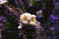 Click image for larger version

Name:	Aquarium 028.jpg
Views:	675
Size:	90.3 KB
ID:	7009
