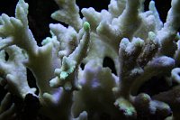 Click image for larger version

Name:	Aquarium 030.jpg
Views:	714
Size:	85.0 KB
ID:	7010