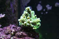Click image for larger version

Name:	Aquarium 031.jpg
Views:	672
Size:	86.7 KB
ID:	7011