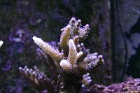 Click image for larger version

Name:	Aquarium 032.jpg
Views:	690
Size:	83.6 KB
ID:	7012