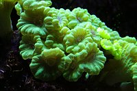 Click image for larger version

Name:	Aquarium 033.jpg
Views:	663
Size:	104.2 KB
ID:	7013
