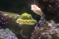 Click image for larger version

Name:	Aquarium 034.jpg
Views:	676
Size:	100.5 KB
ID:	7014