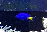 Click image for larger version

Name:	Yellowtail Damsel - 04-02-2012.jpg
Views:	1027
Size:	104.8 KB
ID:	7135