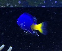 Click image for larger version

Name:	Yellowtail Damsel - 2 - 04-02-2012.jpg
Views:	1013
Size:	84.0 KB
ID:	7136