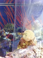 Click image for larger version

Name:	nutibranch 1.jpg
Views:	364
Size:	137.0 KB
ID:	7144