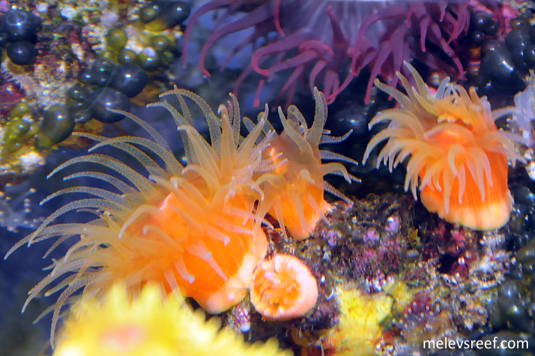 Name:  dendros.jpg
Views: 488
Size:  201.6 KB