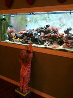 Click image for larger version

Name:	fish tank.jpg
Views:	234
Size:	77.5 KB
ID:	78