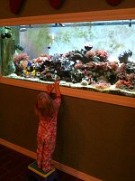Click image for larger version

Name:	fish tank.jpg
Views:	680
Size:	77.5 KB
ID:	78