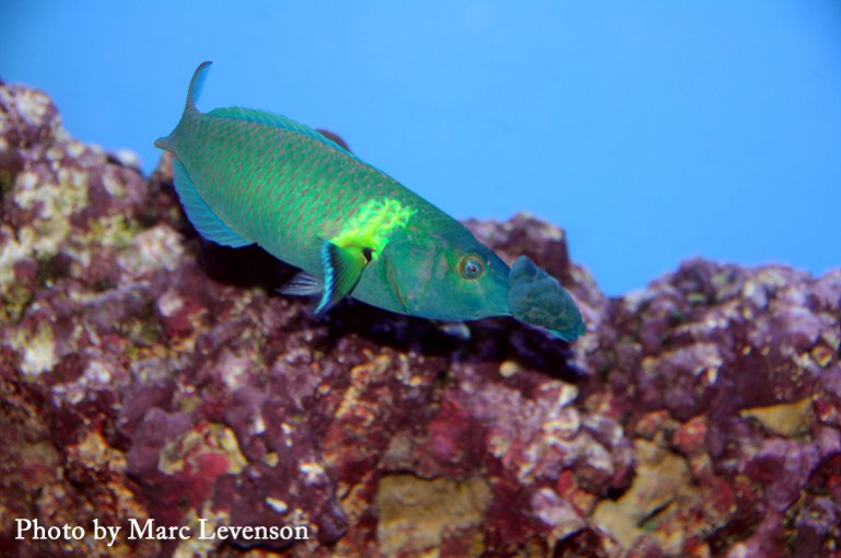 Name:  wai-aqu-bird-wrasse.jpg
Views: 2014
Size:  63.6 KB