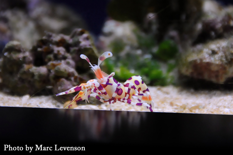 Name:  wai-aqu-hawaiian-harlequin.jpg
Views: 1933
Size:  206.7 KB