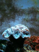 Click image for larger version

Name:	corals4.jpg
Views:	215
Size:	82.0 KB
ID:	79