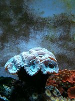 Click image for larger version

Name:	corals4.jpg
Views:	673
Size:	82.0 KB
ID:	79