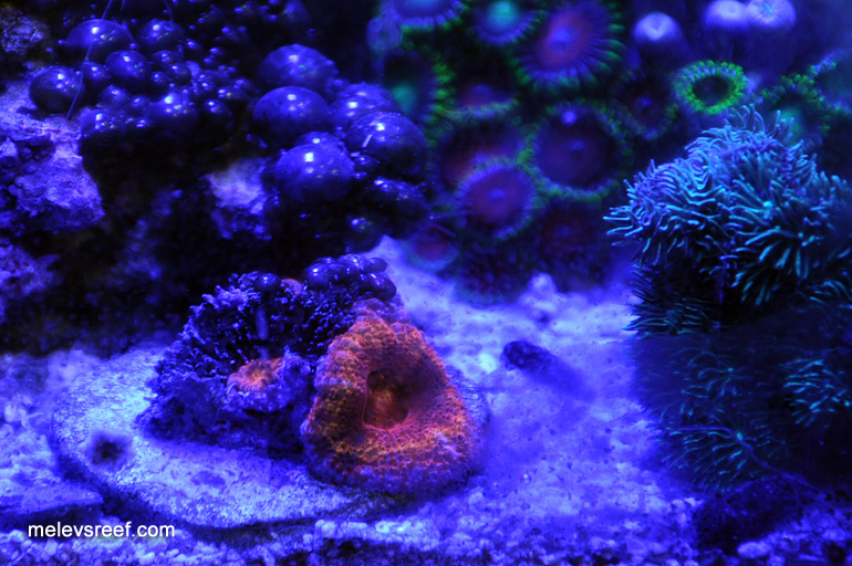 Name:  act-acan-polyp.jpg
Views: 1141
Size:  201.8 KB