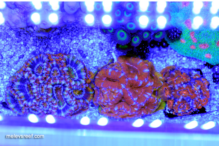 Name:  act-acans.jpg
Views: 652
Size:  252.6 KB