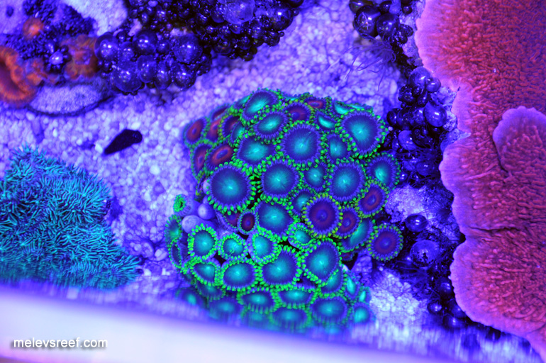 Name:  act-zoas.jpg
Views: 755
Size:  263.8 KB
