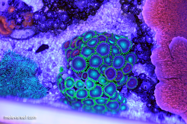 Name:  act-zoas.jpg
Views: 674
Size:  263.8 KB