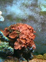 Click image for larger version

Name:	corals3.jpg
Views:	665
Size:	93.7 KB
ID:	80