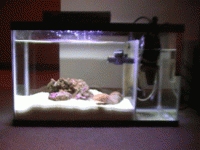 Click image for larger version

Name:	mantis-full-tank.gif
Views:	143
Size:	47.9 KB
ID:	801