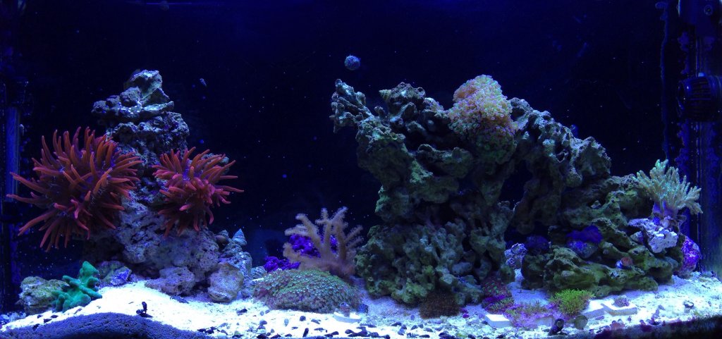 Name:  reef 1_16_2-13.jpg
Views: 390
Size:  107.1 KB