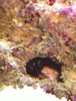 Click image for larger version

Name:	Mantis-in-rock.gif
Views:	599
Size:	46.4 KB
ID:	803