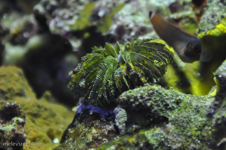 Name:  life-fungia-baby.jpg
Views: 2080
Size:  189.4 KB