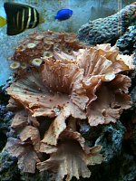 Click image for larger version

Name:	corals6.jpg
Views:	653
Size:	95.1 KB
ID:	81