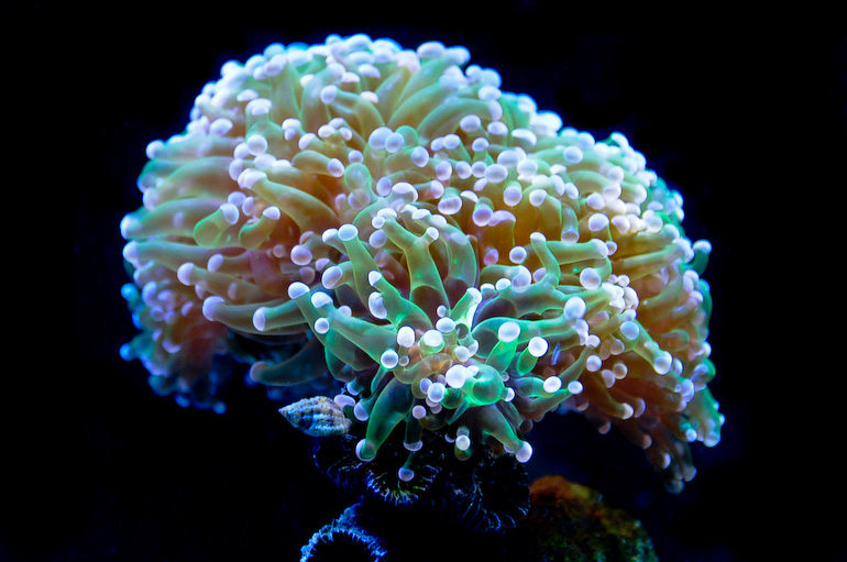 Name:  frogspawned-lightroom-2.jpg
Views: 628
Size:  198.8 KB