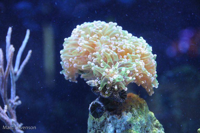 Name:  frogspawned-lightroom.jpg
Views: 518
Size:  184.2 KB