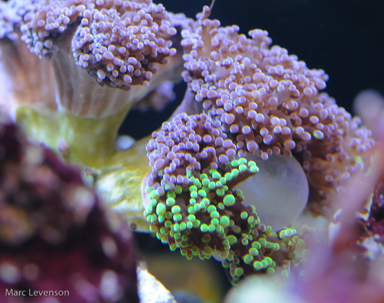 Name:  bubble-lps.jpg
Views: 632
Size:  221.7 KB