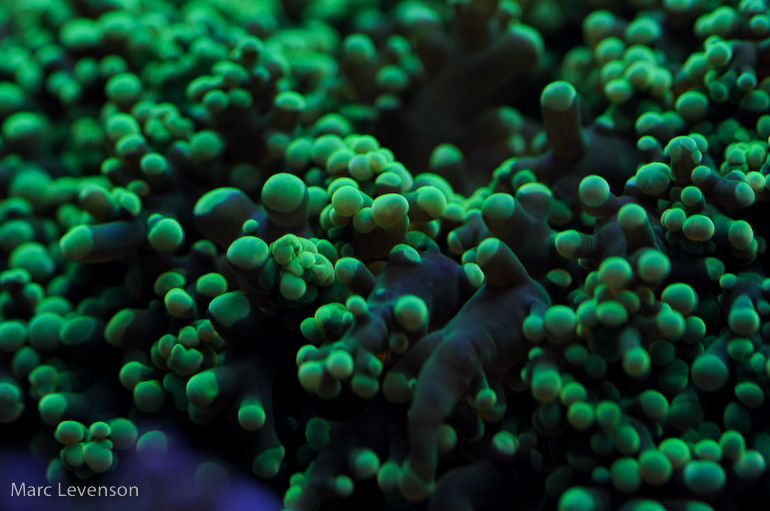 Name:  dark-frogspawn.jpg
Views: 563
Size:  171.5 KB
