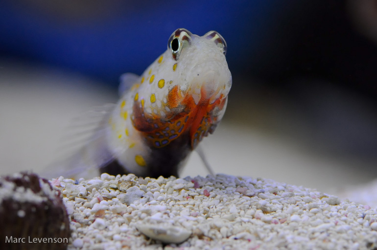 Name:  drews-goby-2.jpg
Views: 495
Size:  121.7 KB