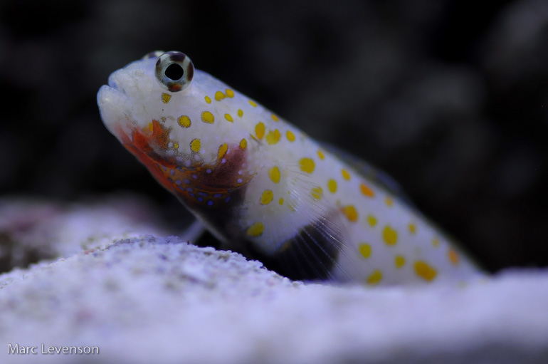Name:  drews-goby.jpg
Views: 513
Size:  87.8 KB