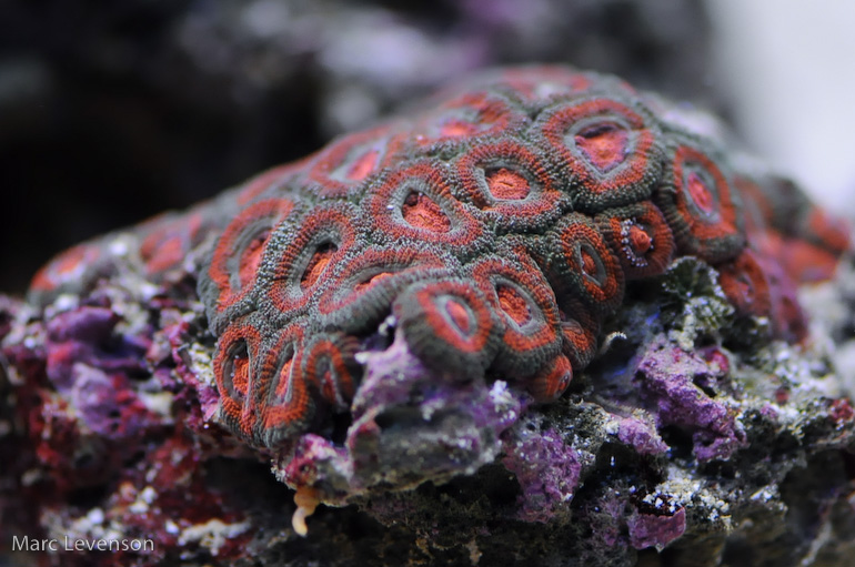 Name:  tasty-acans.jpg
Views: 577
Size:  184.6 KB