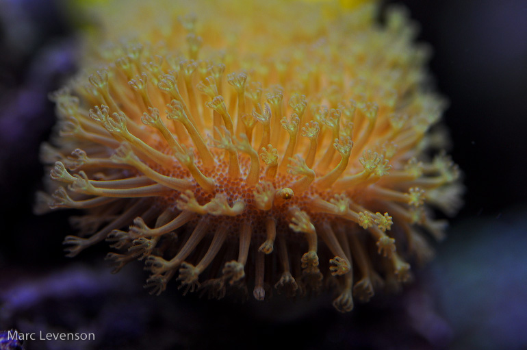 Name:  yellow-leather.jpg
Views: 500
Size:  130.7 KB