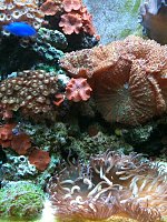 Click image for larger version

Name:	corals2.jpg
Views:	654
Size:	100.0 KB
ID:	82