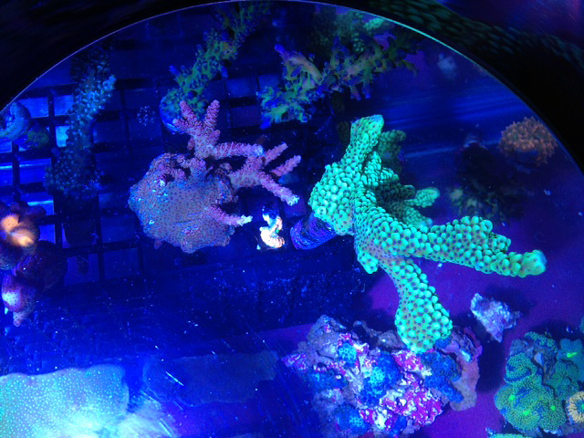 Name:  sea-world-corals.jpg
Views: 1007
Size:  171.6 KB