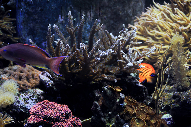 Name:  blue-tipped-acro.jpg
Views: 1463
Size:  276.3 KB