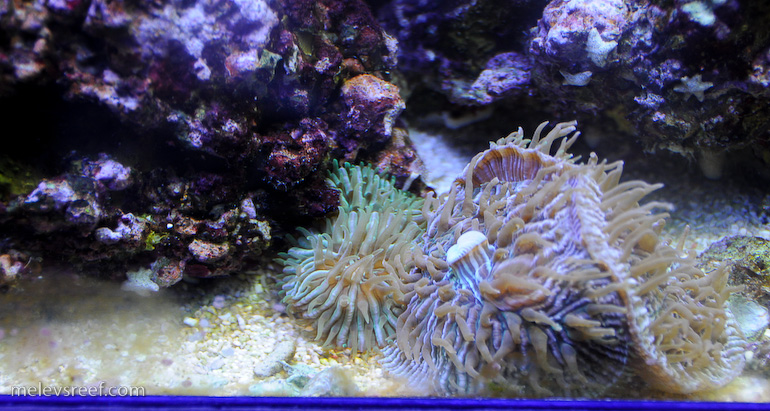 Name:  fungia-plates-2.jpg
Views: 1490
Size:  217.3 KB
