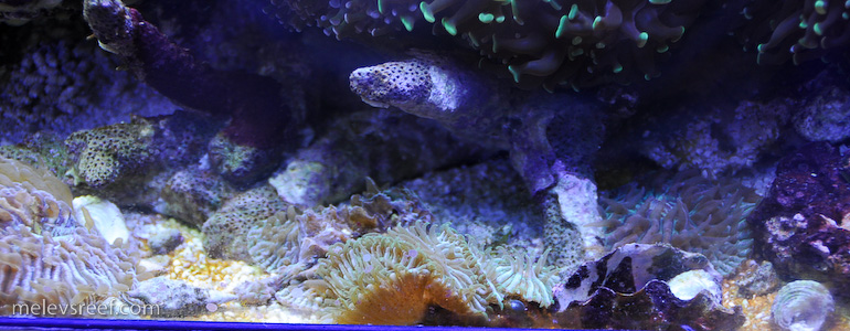 Name:  fungia-plates.jpg
Views: 1489
Size:  155.6 KB