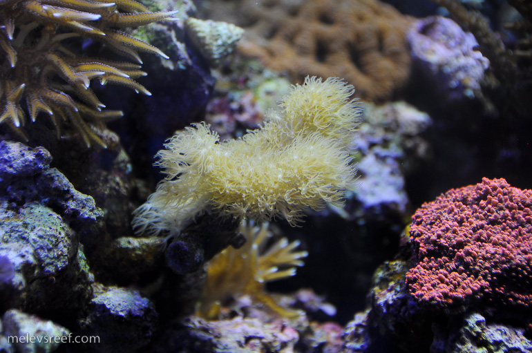 Name:  joes-gorgonians.jpg
Views: 474
Size:  226.0 KB