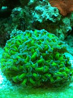 Click image for larger version

Name:	corals5.jpg
Views:	170
Size:	94.7 KB
ID:	83