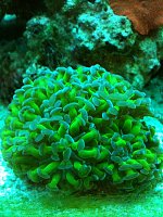 Click image for larger version

Name:	corals5.jpg
Views:	611
Size:	94.7 KB
ID:	83