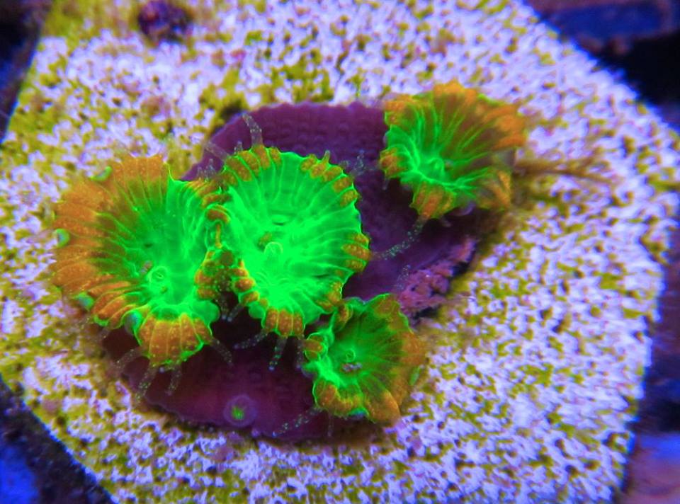 Name:  reefkoi-coral.jpg
Views: 3218
Size:  99.0 KB
