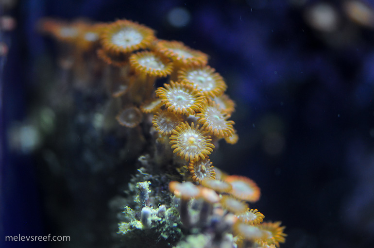 Name:  zoas-6.jpg
Views: 1562
Size:  120.8 KB