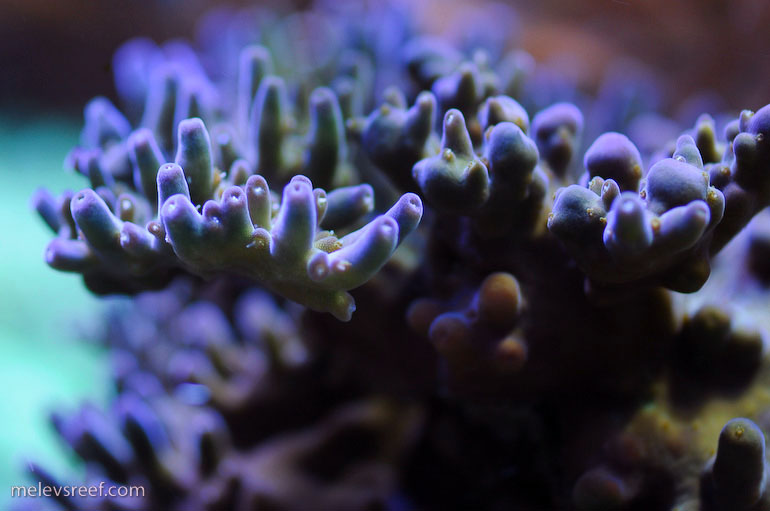 Name:  zoas.jpg
Views: 1275
Size:  83.4 KB