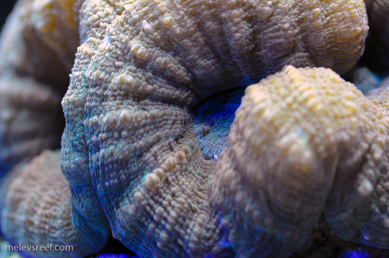 Name:  march-macros-5.jpg
Views: 368
Size:  259.8 KB